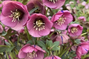 Helleborus 'Paris in Pink' New 2025